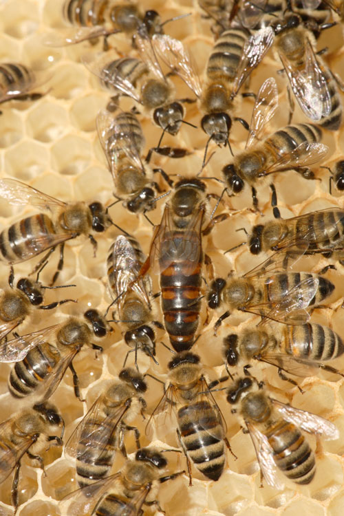 2023 Locally Bred Buckfast Mated Queen Bees for sale